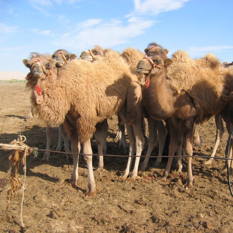 Kamelwolle Naturmode Mongolei Wollkleidung Naturmode Kamelwolle